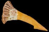 Fossil Sawfish (Onchopristis) Rostral Barb- Morocco #106457-1